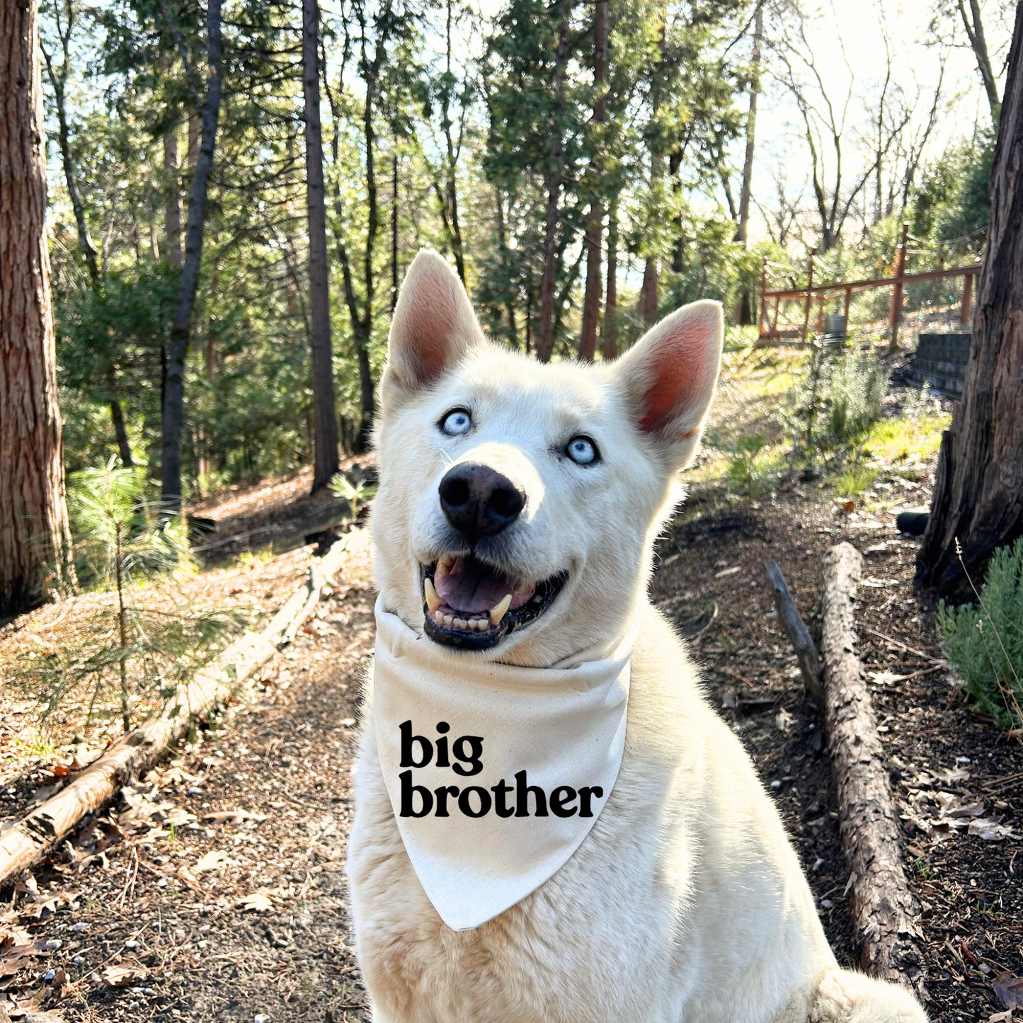 Big Brother Dog Bandana